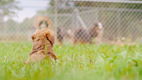 小狗趴在草地上看围栏里的狗