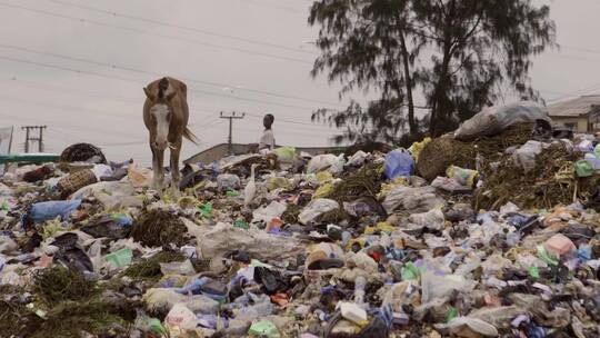 马在尼日利亚垃圾堆视频素材模板下载