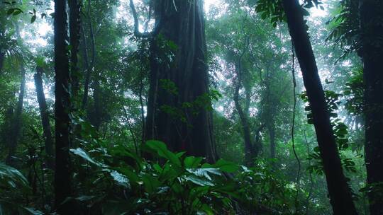 大自然热带雨林风景