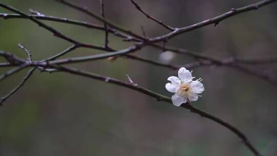植物园内的白梅花清新脱俗