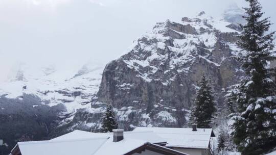 雪山小镇的冷杉树