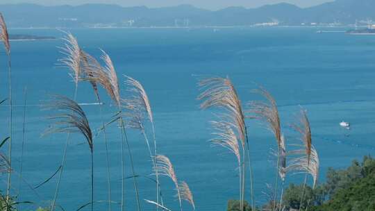 海边随风飘荡的芦苇