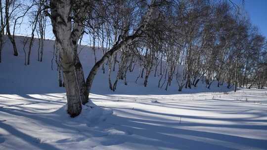 冬天雪地白桦树与树影横移镜头