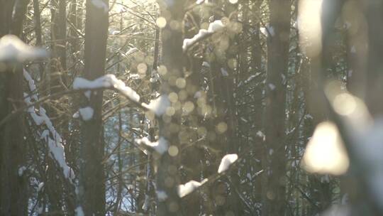 冬日树梢冰晶飘落