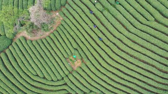 茶叶茶山采茶茶园茶叶红茶绿茶春茶茶叶茶