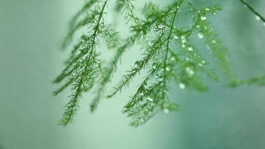 下雨中的植物大合集