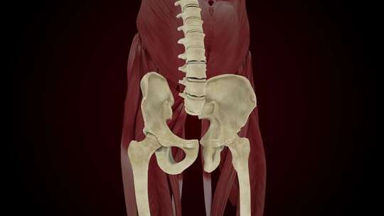 骨盆骨、髋骨x光风格、内脏3D渲染
