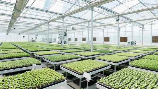 温室大棚内蔬菜种植场景