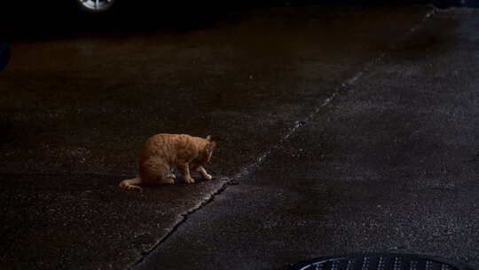 雨后街道上的小猫