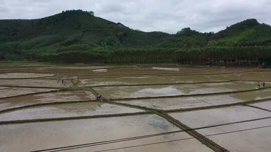 食木景观海滩