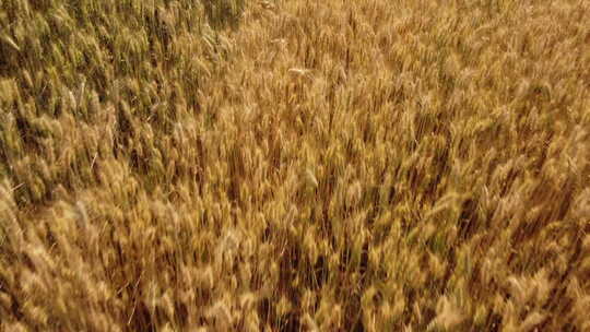 金黄色麦子 成熟的小麦视频素材模板下载