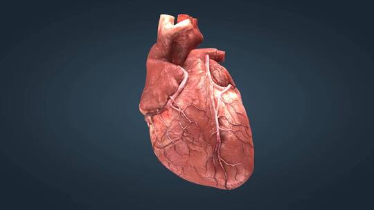 医学人体重要器官心脏跳动三维动画05视频素材模板下载
