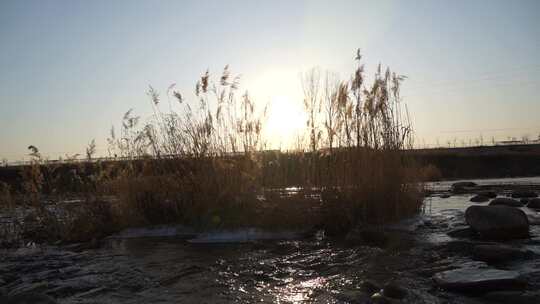 芦苇 风景 风光 草 湿地 夕阳 阳光