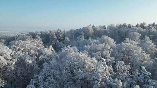 白雪覆盖的森林 银装素裹的树林雾凇