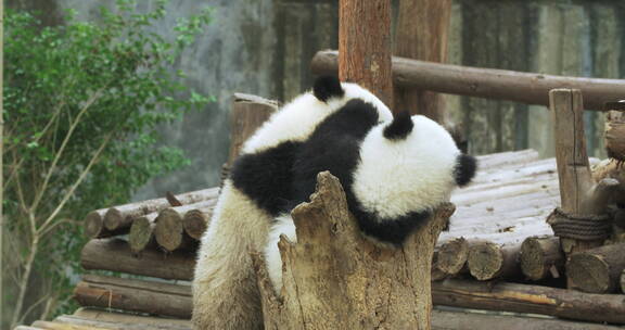 超级萌的大熊猫宝宝睡在树洞里玩耍