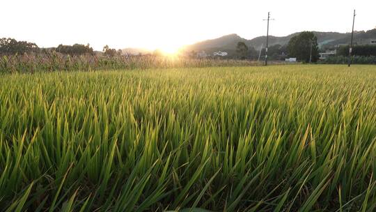 稻田 水稻 水田 田地 稻谷 收获