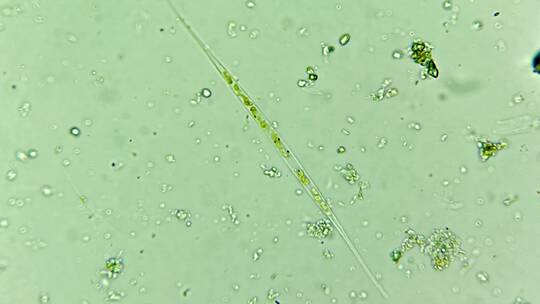 科研科普素材 微生物原生生物硅藻视频素材模板下载