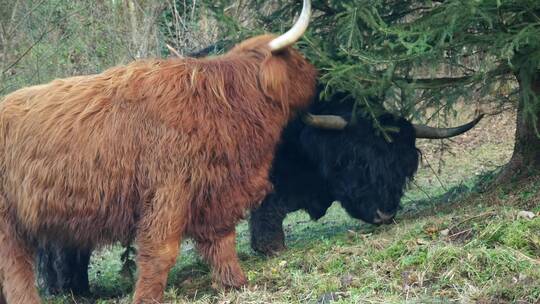 两只野牛一起吃草的镜头