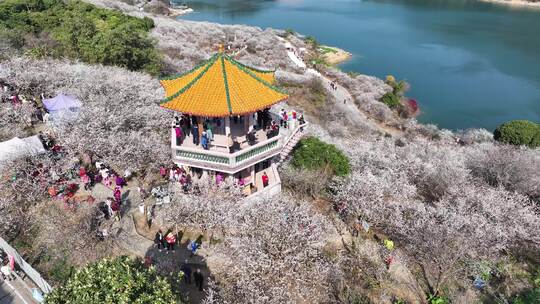 中国广东省广州市从化区广州流溪梅花节