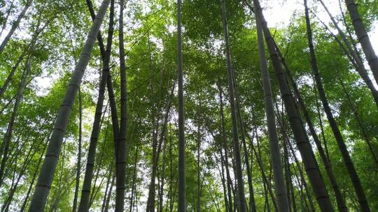 大山竹林竹海