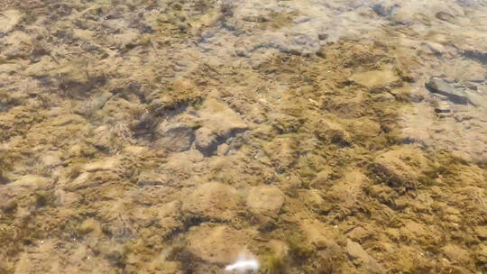 清澈见底的湖水视频素材模板下载