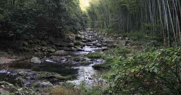 阳光溪流山涧密林原始生态风光