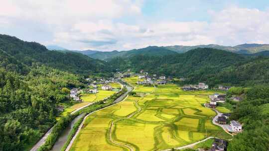 稻田丰收航拍万亩粮食最美金色美丽乡村振兴