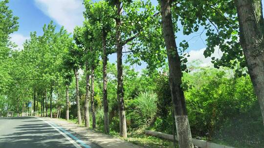 城市公路蓝天白云花草树木绿色植物