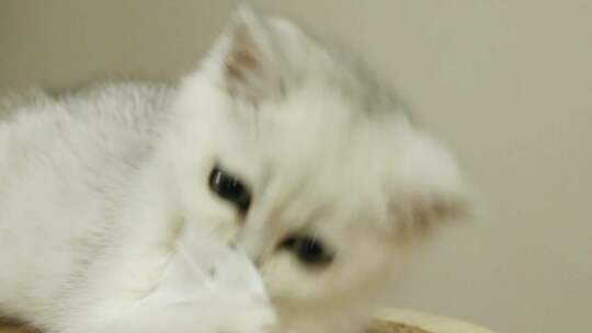 可爱的白色小猫咪