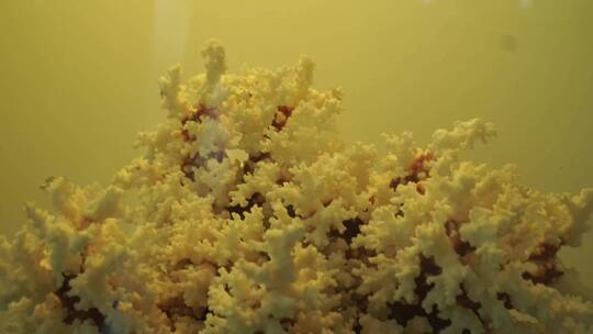 珊瑚石珊瑚礁化石标本视频素材模板下载
