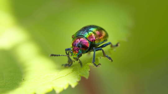 漂亮彩色昆虫绿缘扁角甲虫视频素材模板下载