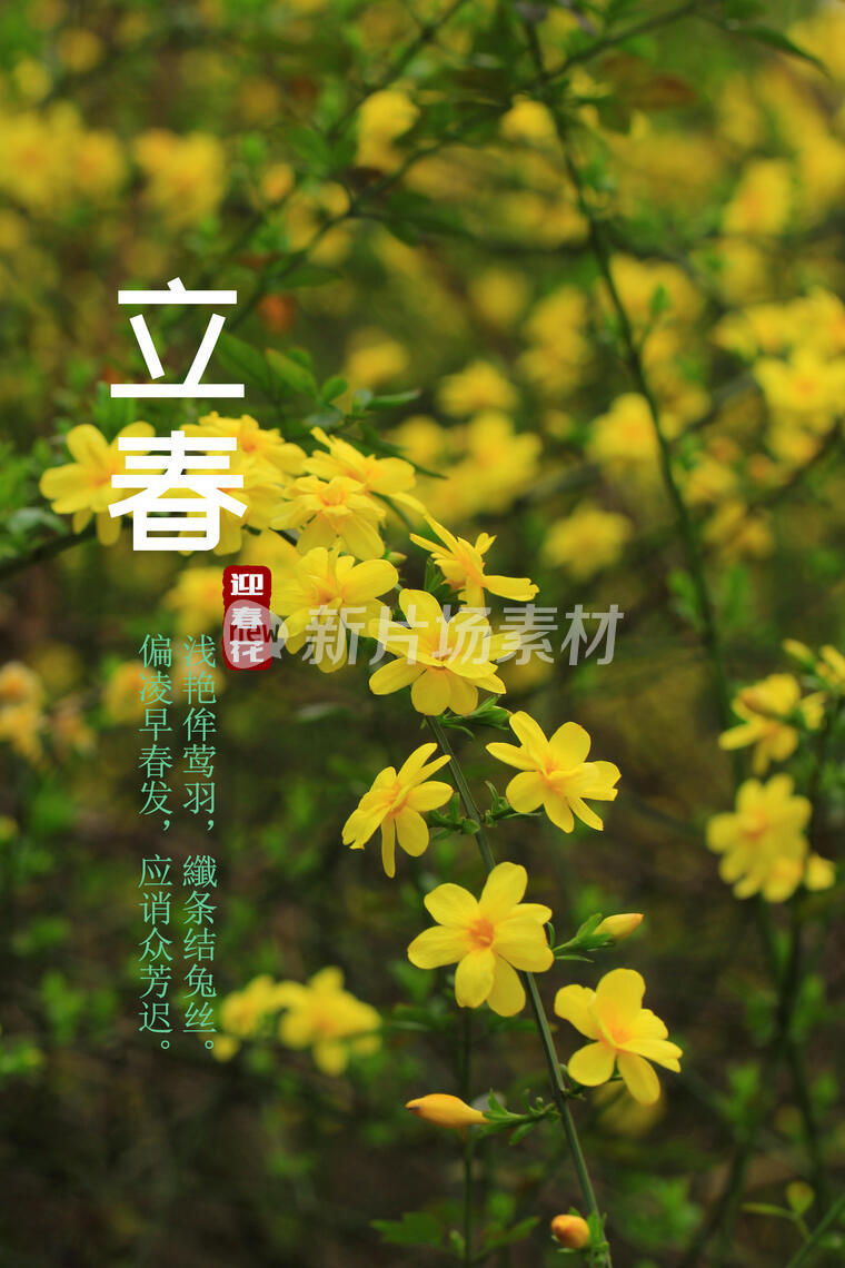 二十四节气，立春，迎春花
