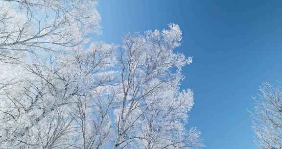 雾凇 雪景 纯净 唯美 冬季