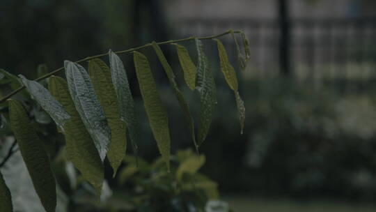 下雨天雨水滴在树叶上，树叶被雨淋湿