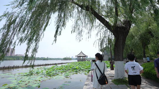 济南大明湖风景名胜区夏季风光