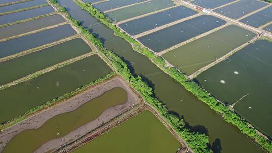 浙江绍兴上虞大型虾苗场,鱼苗场