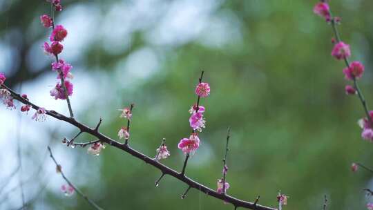 杭州西湖郭庄雨天梅花风景