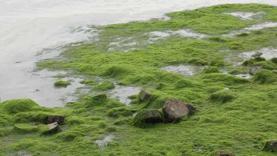 湛江海滨浒苔