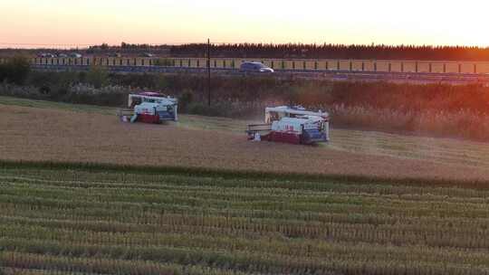 夕阳下收割机在稻田收割水稻视频素材模板下载