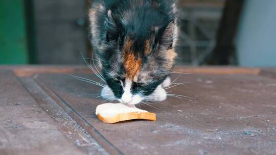 饥饿的猫舔着一片面包