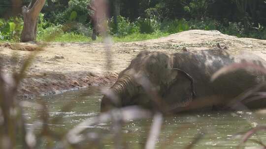 水池中大象