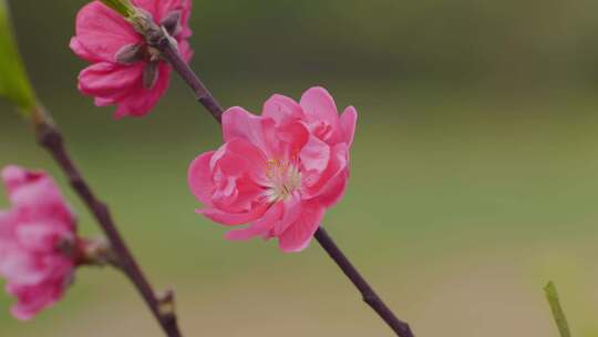 春天桃花开春暖花开