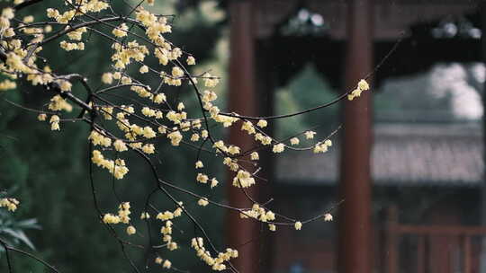 钱王祠梅花