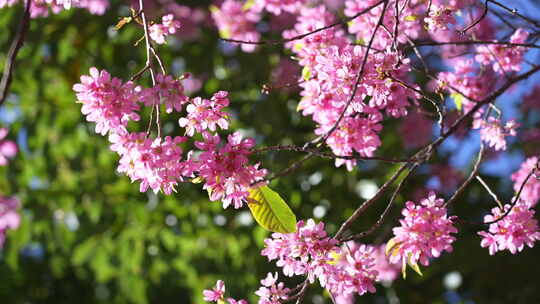 昆明冬樱花