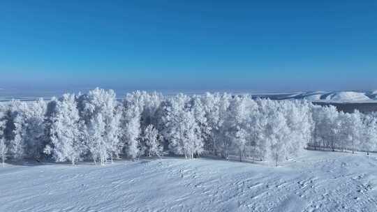 苍茫雪原上银装素裹白桦林