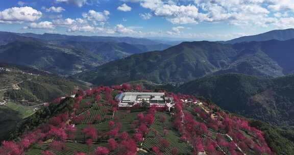 大理无量山樱花谷航拍