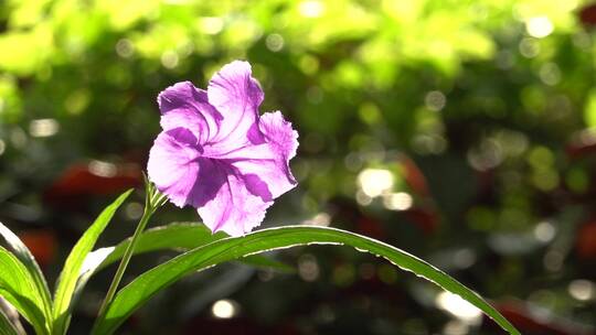 花 小花 紫色花 绿化 路边 景观