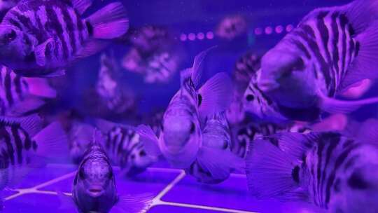 水族馆的鱼