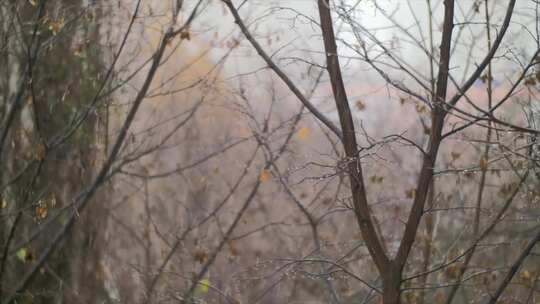 特写秋天下雨的树林