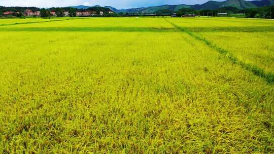 航拍广东水稻谷机械化收割粮食